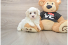 Maltipoo Puppy for Adoption