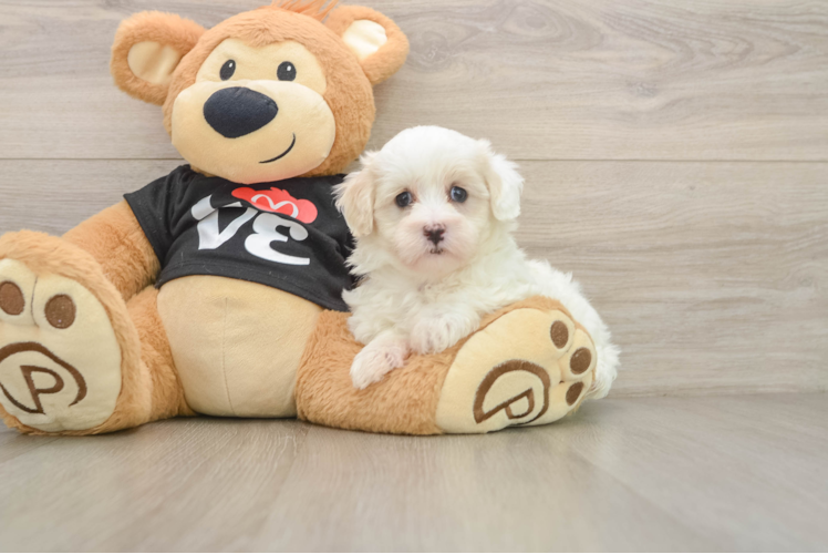 Happy Maltipoo Baby