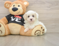 8 week old Maltipoo Puppy For Sale - Simply Southern Pups