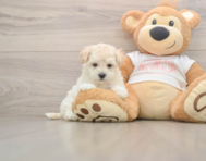 8 week old Maltipoo Puppy For Sale - Simply Southern Pups