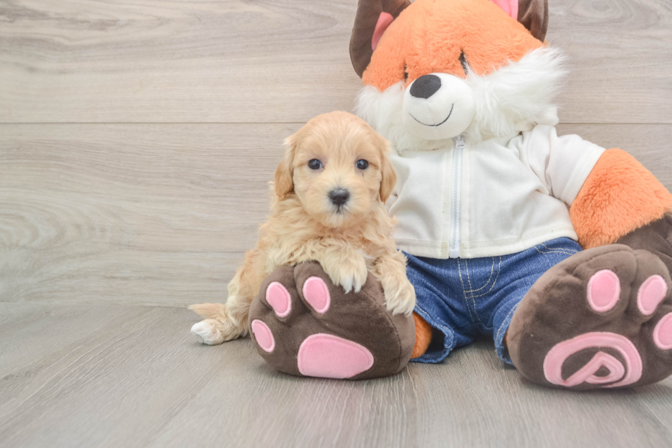 Best Maltipoo Baby