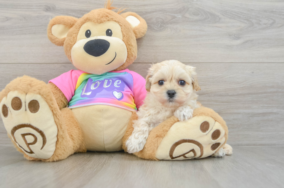 6 week old Maltipoo Puppy For Sale - Simply Southern Pups