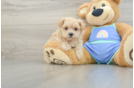 Small Maltipoo Baby