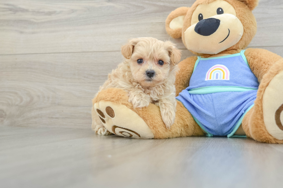 Small Maltipoo Baby