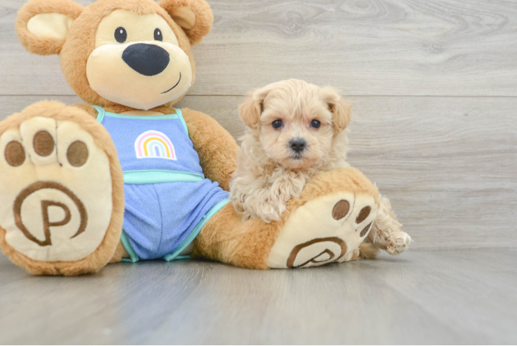 Maltipoo Pup Being Cute