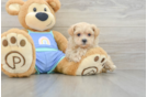 Maltipoo Pup Being Cute