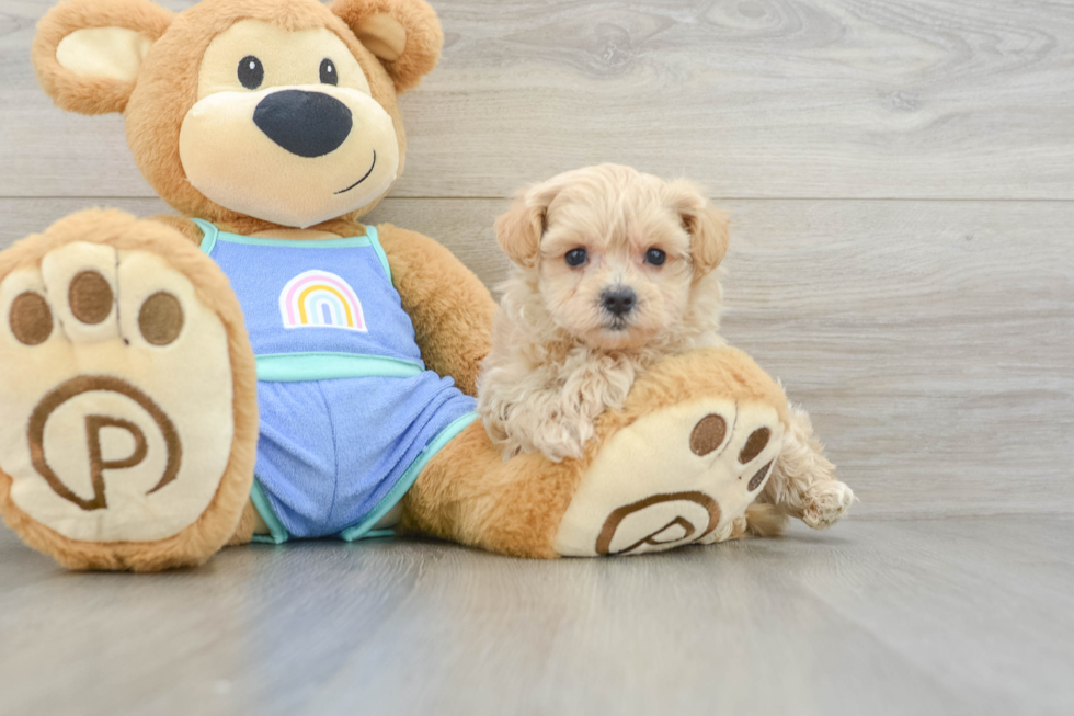 Maltipoo Pup Being Cute