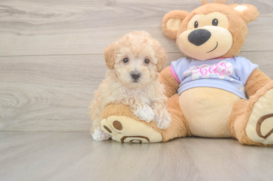 Energetic Multipoo Poodle Mix Puppy