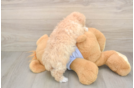 Best Maltipoo Baby
