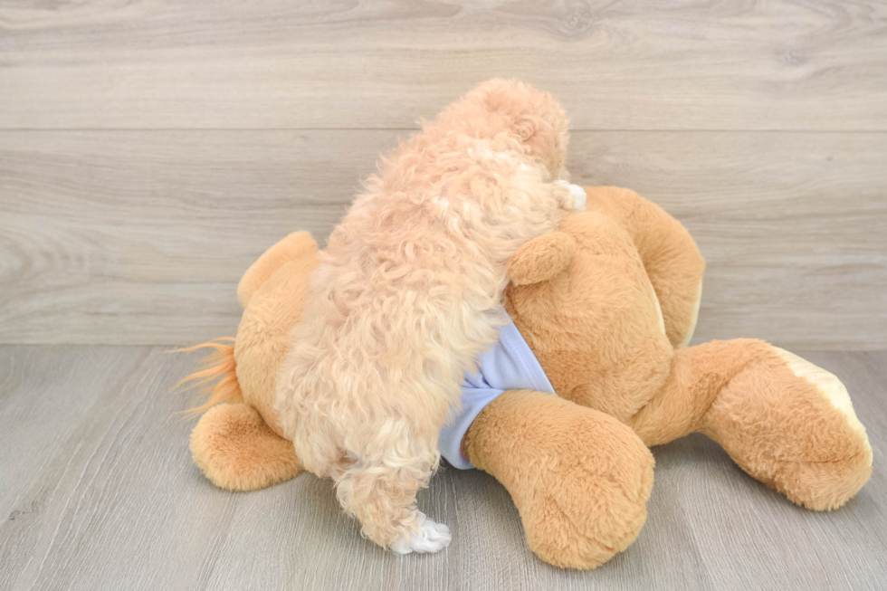 Best Maltipoo Baby