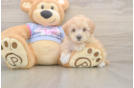Happy Maltipoo Baby