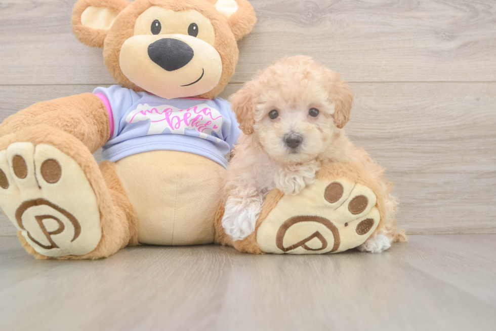 Happy Maltipoo Baby