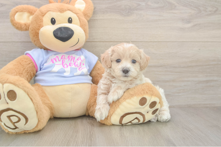 Sweet Maltipoo Baby