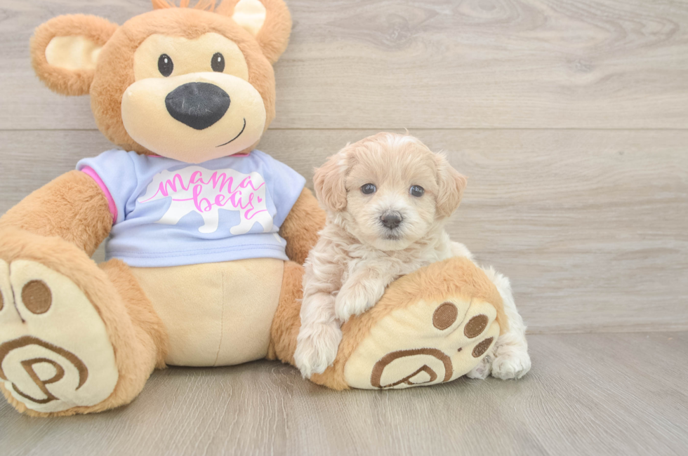 5 week old Maltipoo Puppy For Sale - Simply Southern Pups