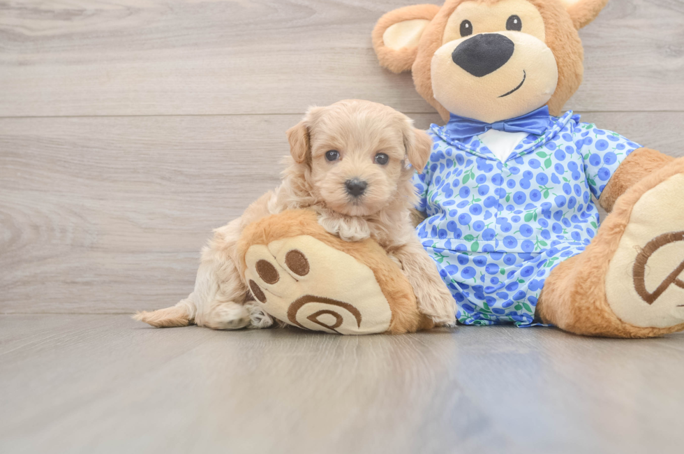 7 week old Maltipoo Puppy For Sale - Simply Southern Pups