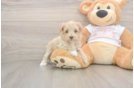 Small Maltipoo Baby