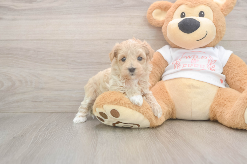 Small Maltipoo Baby
