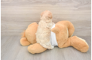 Sweet Maltipoo Baby