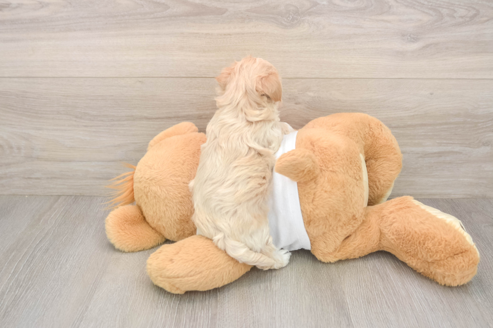 Sweet Maltipoo Baby
