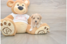 Smart Maltipoo Poodle Mix Pup