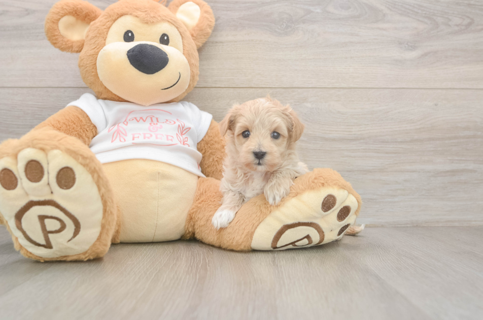 5 week old Maltipoo Puppy For Sale - Simply Southern Pups