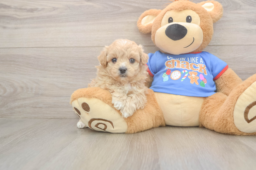 5 week old Maltipoo Puppy For Sale - Simply Southern Pups