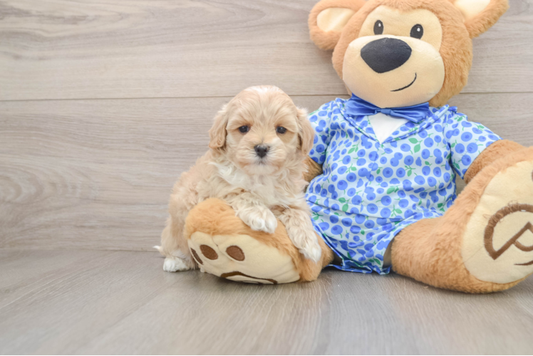 Playful Maltepoo Poodle Mix Puppy