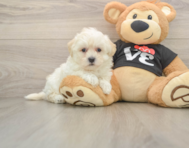 8 week old Maltipoo Puppy For Sale - Simply Southern Pups