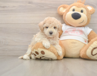 8 week old Maltipoo Puppy For Sale - Simply Southern Pups
