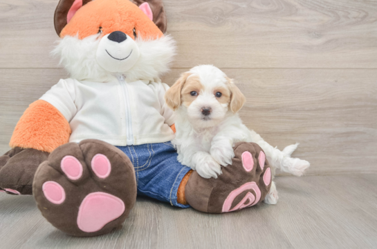 Little Malt Oodle Poodle Mix Puppy