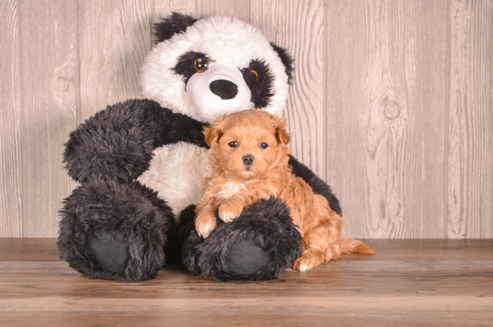 Cute Maltipoo Poodle Mix Pup