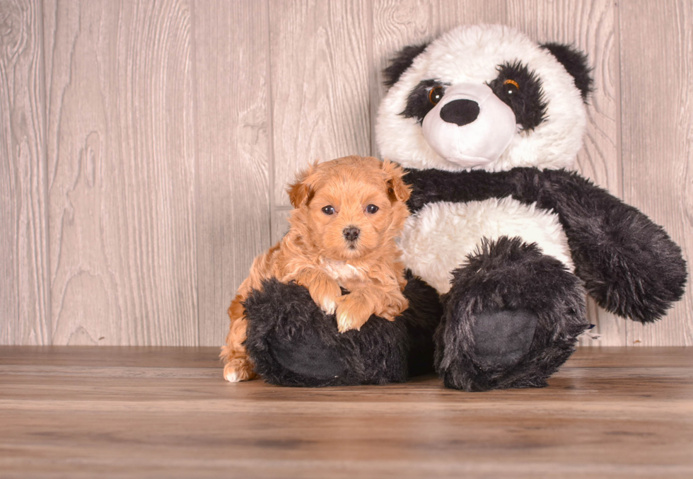 Maltipoo Puppy for Adoption