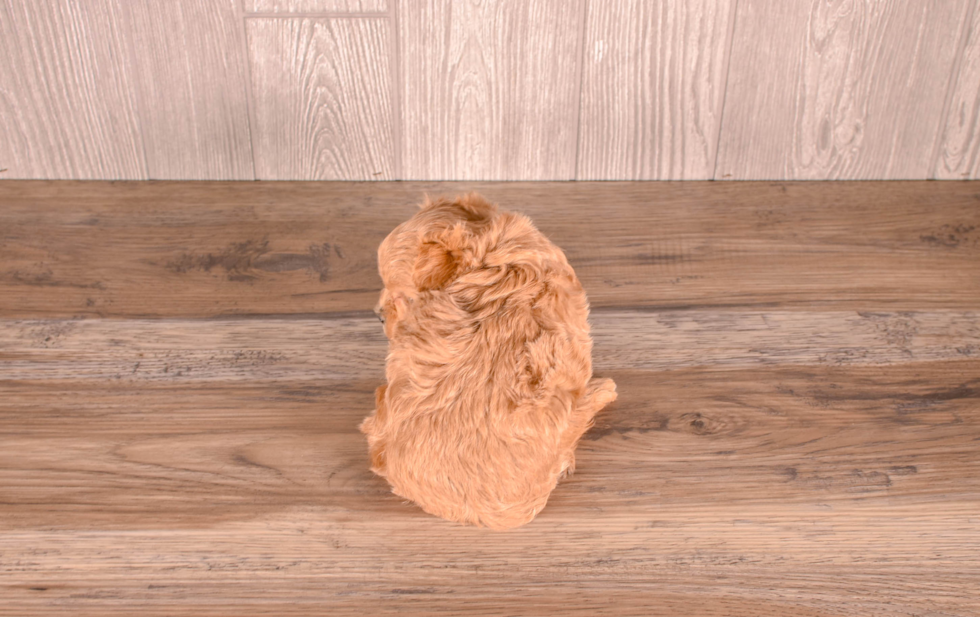 Maltipoo Pup Being Cute