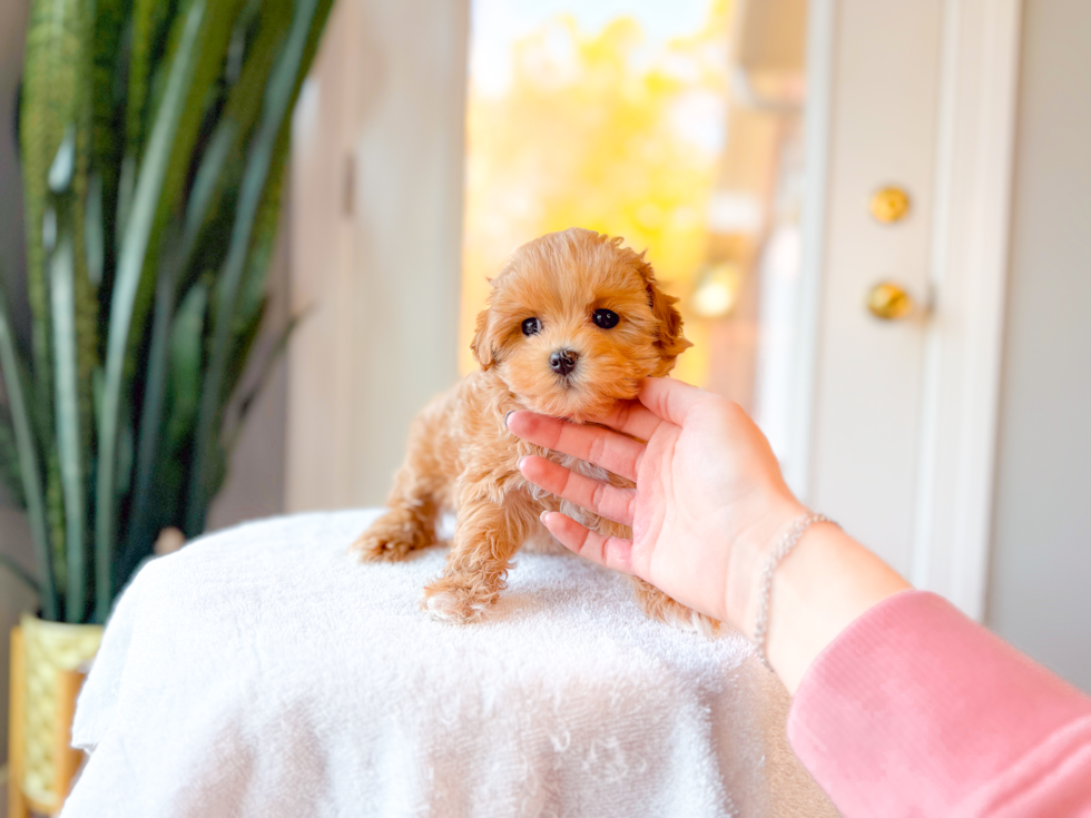 Cute Malt a Poo Poodle Mix Puppy
