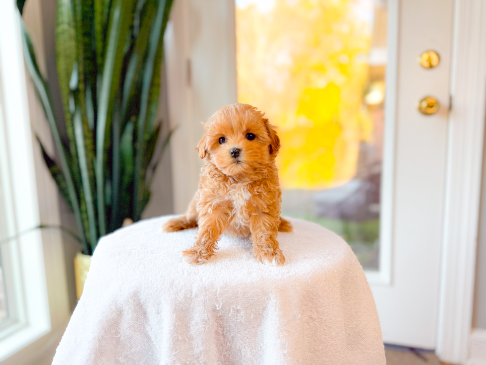 Maltipoo Pup Being Cute