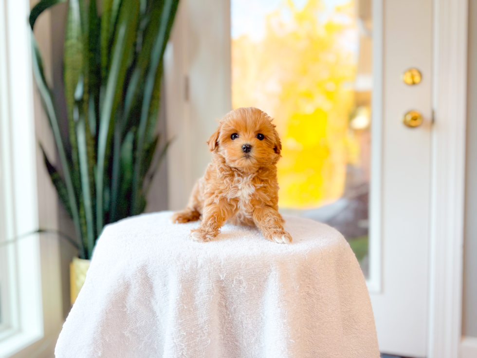 Maltipoo Puppy for Adoption