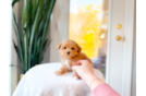 Cute Maltipoo Baby