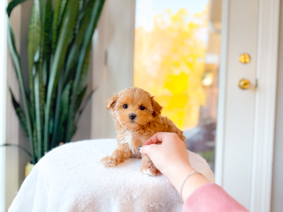 Cute Maltipoo Baby