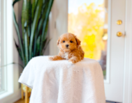 10 week old Maltipoo Puppy For Sale - Simply Southern Pups