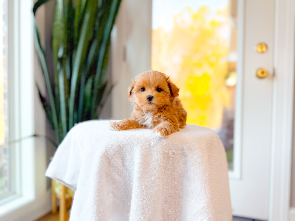Cute Maltipoo Poodle Mix Pup