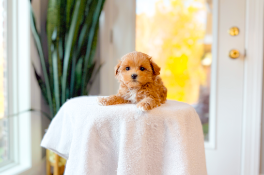 Cute Maltipoo Poodle Mix Pup
