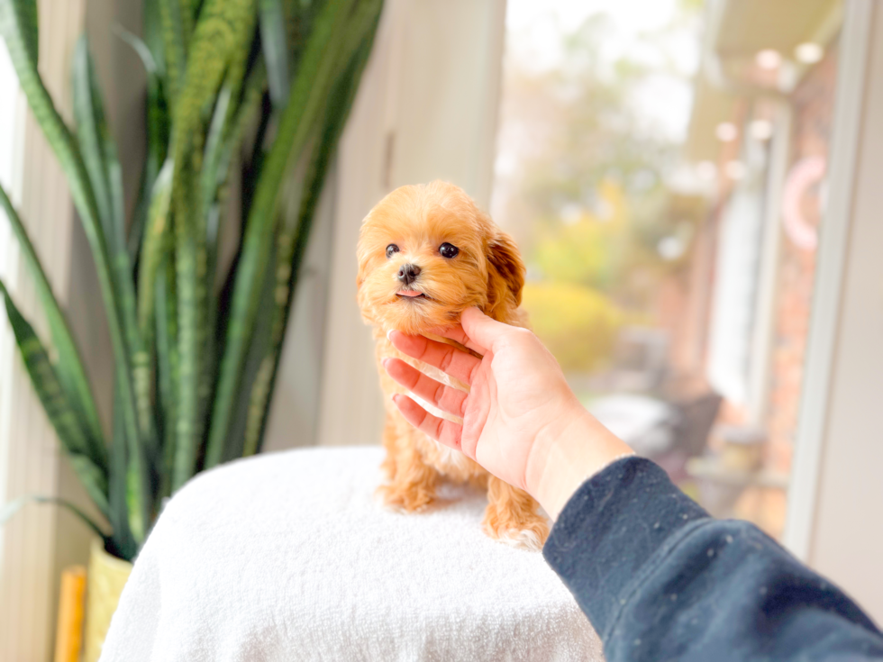 Cute Maltipoo Baby