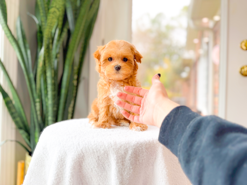Cute Maltipoo Baby
