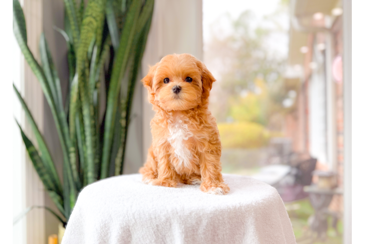 Cute Malt a Poo Poodle Mix Puppy
