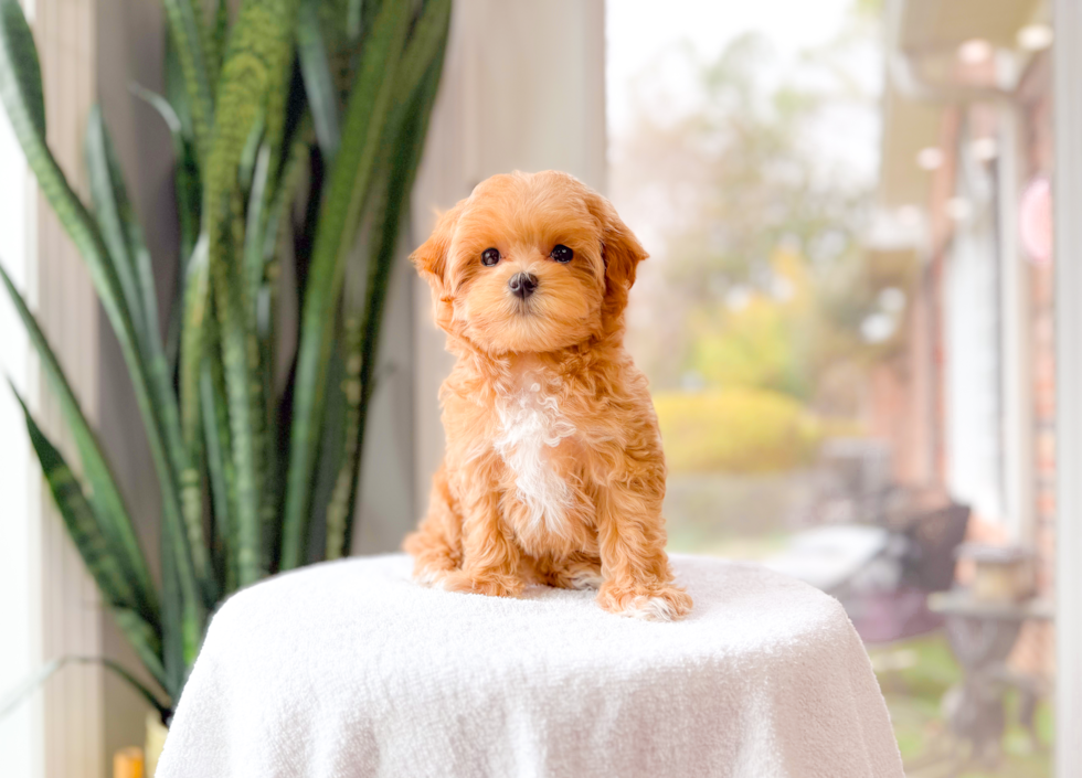 Cute Malt a Poo Poodle Mix Puppy