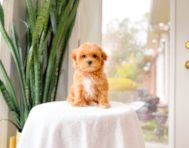 10 week old Maltipoo Puppy For Sale - Simply Southern Pups