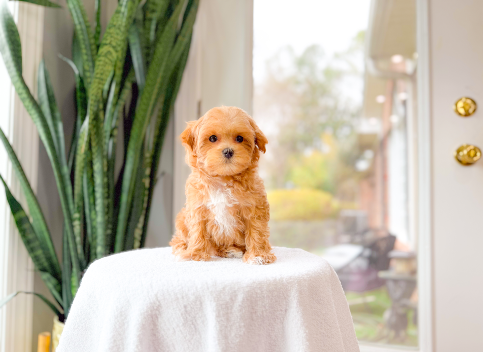 Cute Maltipoo Poodle Mix Pup
