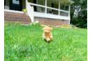 Maltipoo Puppy for Adoption