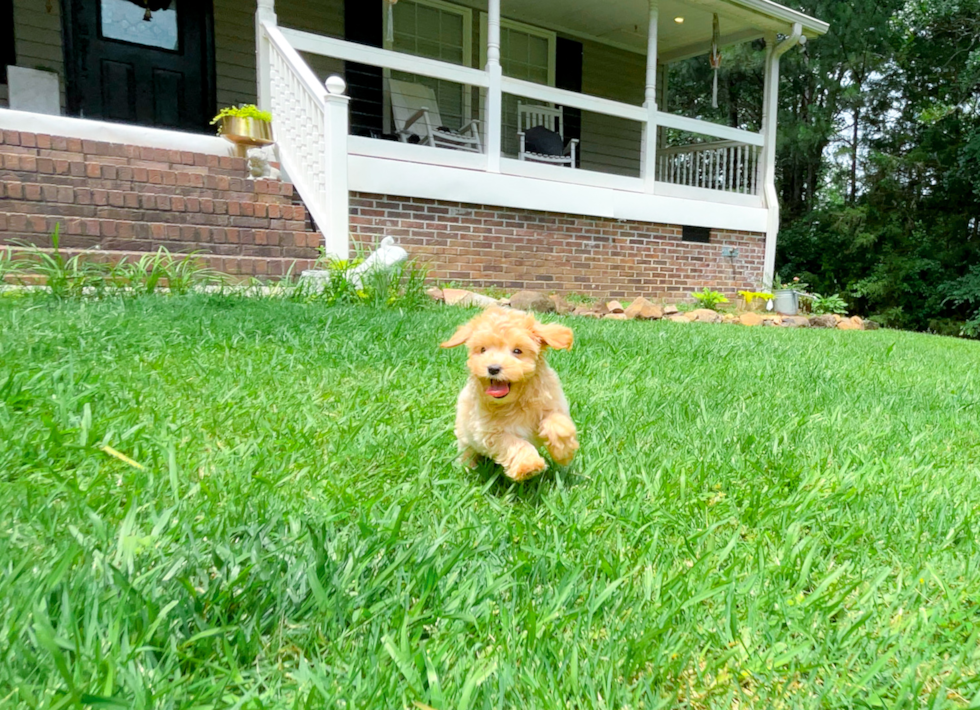 Maltipoo Puppy for Adoption