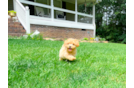 Maltipoo Puppy for Adoption